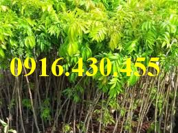 Cây giống sấu